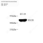 Антитела первичные, поликлональные кролика к FECH человека, 50 мкл