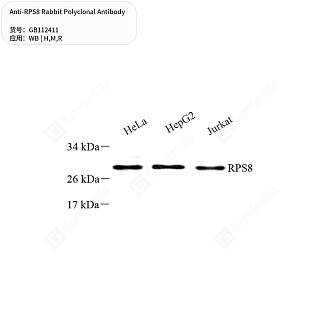 Антитела первичные, поликлональные кролика к RPS8 крысы, мыши, человека, 50 мкл
