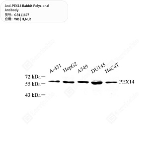 Антитела первичные, поликлональные кролика к PEX14 крысы, мыши, человека, 50 мкл