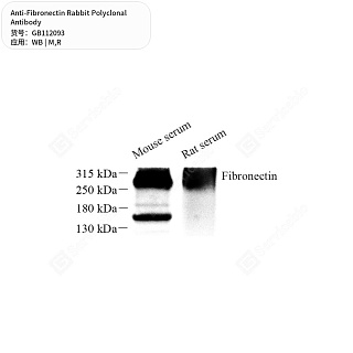 Антитела первичные, поликлональные кролика к Fibronectin крысы, мыши, 50 мкл