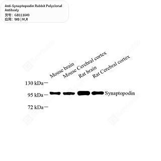Антитела первичные, поликлональные кролика к Synaptopodin крысы, мыши, 50 мкл