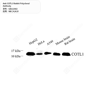 Антитела первичные, поликлональные кролика к COTL1 крысы, мыши, человека, 50 мкл