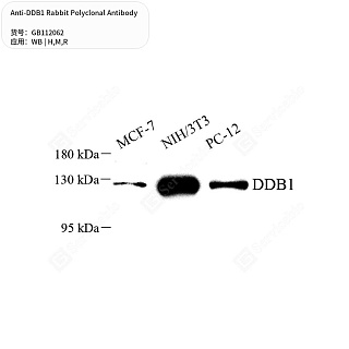 Антитела первичные, поликлональные кролика к DDB1 крысы, мыши, человека, 50 мкл