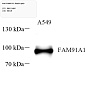Антитела первичные, поликлональные, FAM91A1, 100 мкл