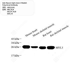 Антитела первичные, поликлональные кролика к Myosin light chain 3 крысы, мыши, 50 мкл