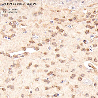 Антитела первичные, поликлональные кролика к PCP4-like protein 1 мыши, 100 мкл