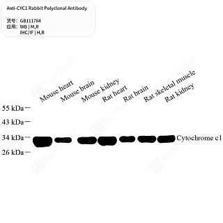 Антитела первичные, поликлональные кролика к CYC1 крысы, мыши, человека, 50 мкл
