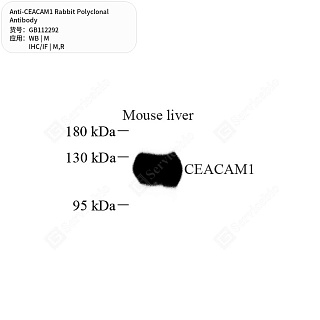 Антитела первичные, поликлональные кролика к CEACAM1 крысы, мыши, 50 мкл