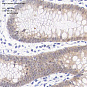 Антитела первичные, моноклональные, Caspase-7, 100 мкл