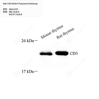 Антитела первичные, поликлональные кролика к CD3 крысы, мыши, человека, 50 мкл