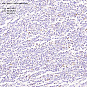 Антитела первичные, поликлональные, UBE2I/UBC9, 100 мкл