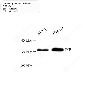 Антитела первичные, поликлональные кролика к IKB alpha крысы, мыши, человека, 50 мкл