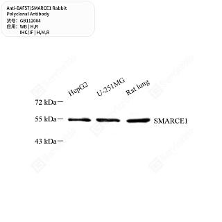 Антитела первичные, поликлональные кролика к BAF57/SMARCE1 крысы, мыши, человека, 50 мкл