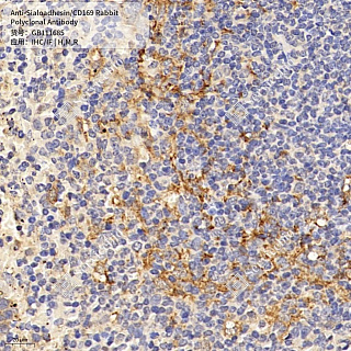Антитела первичные, поликлональные кролика к Sialoadhesin/CD169 крысы, мыши, человека, 50 мкл
