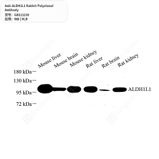 Антитела первичные, поликлональные кролика к ALDH1L1 крысы, мыши, 50 мкл