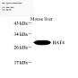 Антитела первичные, поликлональные, FLJ14154, 100 мкл