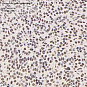 Антитела первичные, поликлональные, splicing factor 1, 100 мкл