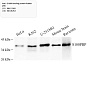 Антитела первичные, поликлональные, S100P binding protein, 100 мкл