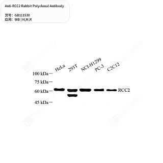 Антитела первичные, поликлональные кролика к RCC2 крысы, мыши, человека, 50 мкл