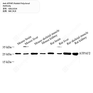 Антитела первичные, поликлональные кролика к ATPAF2 крысы, мыши, 50 мкл