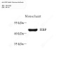 Антитела первичные, поликлональные кролика к FIBP мыши, 50 мкл