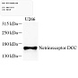 Антитела первичные, поликлональные, DCC, 100 мкл