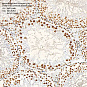 Антитела первичные, моноклональные, Phospho-p38 (T180/Y182), 100 мкл