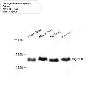 Антитела первичные, поликлональные кролика к UQCRB крысы, мыши, 50 мкл