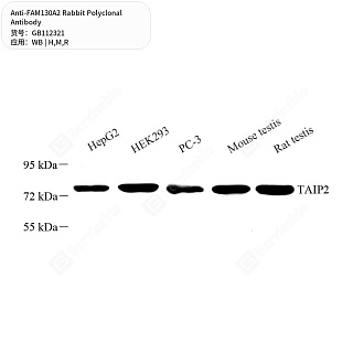 Антитела первичные, поликлональные кролика к FAM130A2 крысы, мыши, человека, 50 мкл