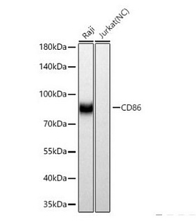 Антитела первичные, моноклональные кролика к CD86 человека, 100 мкл