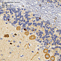 Антитела первичные, поликлональные кролика к Artemin крысы, 100 мкл