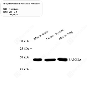 Антитела первичные, поликлональные кролика к p38IP крысы, мыши, 50 мкл