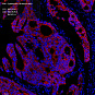 Антитела первичные, моноклональные, Cytokeratin 18, 100 мкл