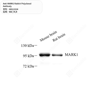 Антитела первичные, поликлональные кролика к MARK1 крысы, мыши, 50 мкл