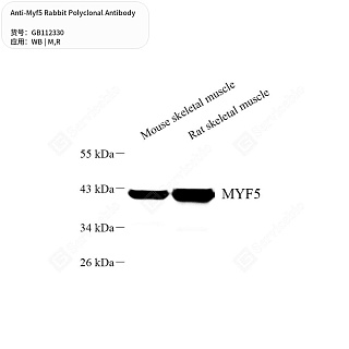 Антитела первичные, поликлональные кролика к Myf5 крысы, мыши, 50 мкл