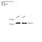 Антитела первичные, поликлональные кролика к CDKAL1 человека, 100 мкл
