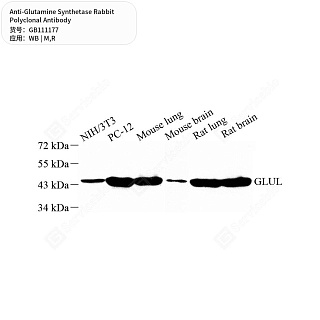 Антитела первичные, поликлональные кролика к Glutamine Synthetase крысы, мыши, 50 мкл