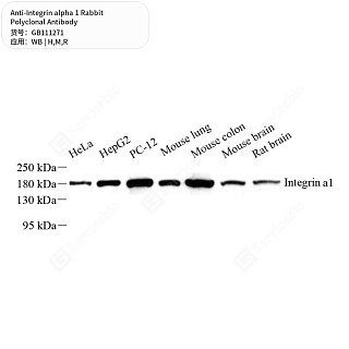 Антитела первичные, поликлональные кролика к Integrin alpha 1 крысы, мыши, человека, 50 мкл