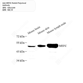 Антитела первичные, поликлональные кролика к MEF2C мыши, 50 мкл