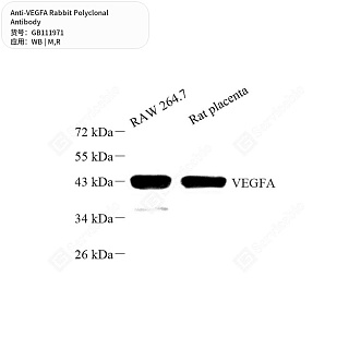 Антитела первичные, поликлональные кролика к VEGFA крысы, мыши, 50 мкл