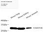 Антитела первичные, поликлональные, FAM151B, 100 мкл