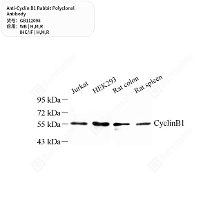 Антитела первичные, поликлональные кролика к Cyclin B1 крысы, мыши, человека, 50 мкл