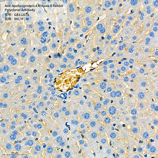 Антитела первичные, поликлональные кролика к Apolipoprotein A II/ApoA-II мыши, 50 мкл