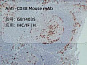 Антитела первичные, моноклональные, CD38, 50 мкл