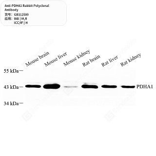 Антитела первичные, поликлональные кролика к PDHA1 крысы, мыши, человека, 50 мкл