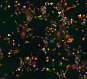 Антитела вторичные, поликлональные IgG (H+L) ReadyProbes, Alexa Fluor 488, 2 x 2.5 мл