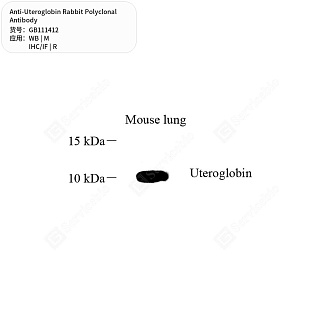 Антитела первичные, поликлональные кролика к Uteroglobin крысы, мыши, 50 мкл