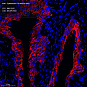 Антитела первичные, моноклональные, Cytokeratin 19, 100 мкл