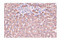 Антитела первичные, моноклональные Haptoglobin (ARC1298), 100 мкл